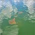 Cape Canaveral Dolphin Tour Gallery Image