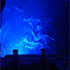Cape Canaveral Dolphin Tour Gallery Image
